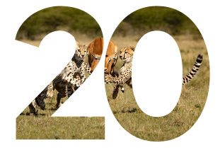 safari tour